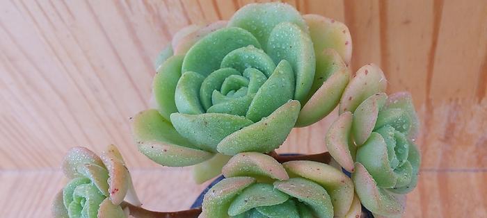 百合莉莉修剪技巧有哪些?如何修剪才能更美观?