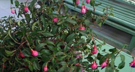 灯笼花扦插的最佳时机是什么时候?具体步骤有哪些?