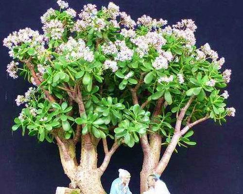 玉树能吸收甲醛吗？室内摆放玉树有哪些好处？