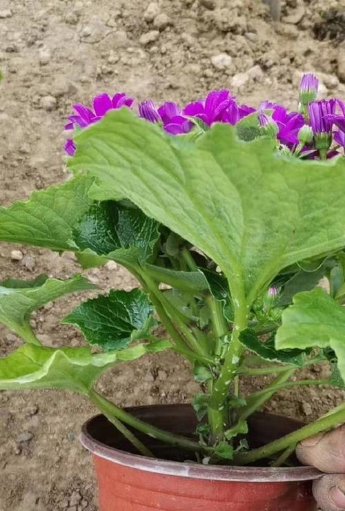 瓜叶菊繁殖方法有哪些？繁殖过程中应注意什么问题？