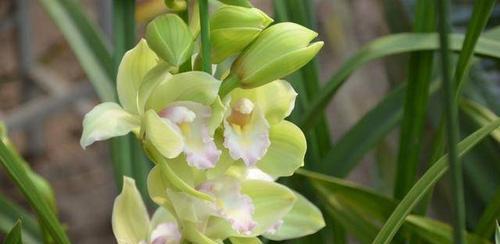 大花蕙兰的花语及其象征意义(揭示大花蕙兰隐藏的花语之美) 大花蕙兰的花语及其象征意义(揭示大花蕙兰隐藏的花语之美)