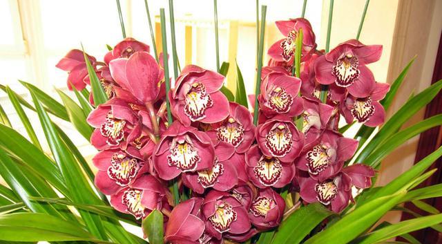 大花蕙兰的花语及其象征意义(揭示大花蕙兰隐藏的花语之美) 大花蕙兰的花语及其象征意义(揭示大花蕙兰隐藏的花语之美)