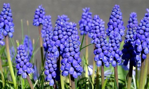 蓝色风信子的花语与代表意义(蓝色风信子传递的心灵之语与美好寓意) 蓝色风信子的花语与代表意义(蓝色风信子传递的心灵之语与美好寓意)