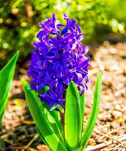 蓝色风信子的花语与代表意义(蓝色风信子传递的心灵之语与美好寓意) 蓝色风信子的花语与代表意义(蓝色风信子传递的心灵之语与美好寓意)