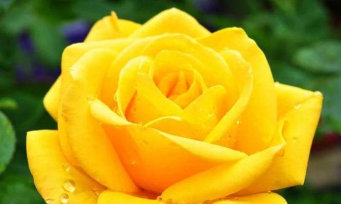 16朵黄玫瑰的花语和寓意（解析黄玫瑰所代表的情感和象征）