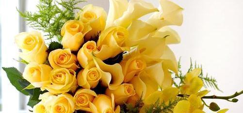 16朵黄玫瑰的花语和寓意（解析黄玫瑰所代表的情感和象征）