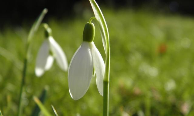 纯洁之爱(花朵的语言) 纯洁之爱(花朵的语言)