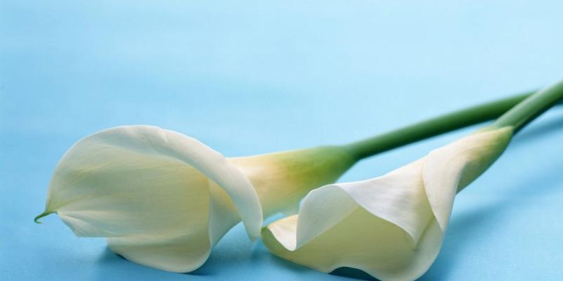 纯洁之爱(花朵的语言) 纯洁之爱(花朵的语言)