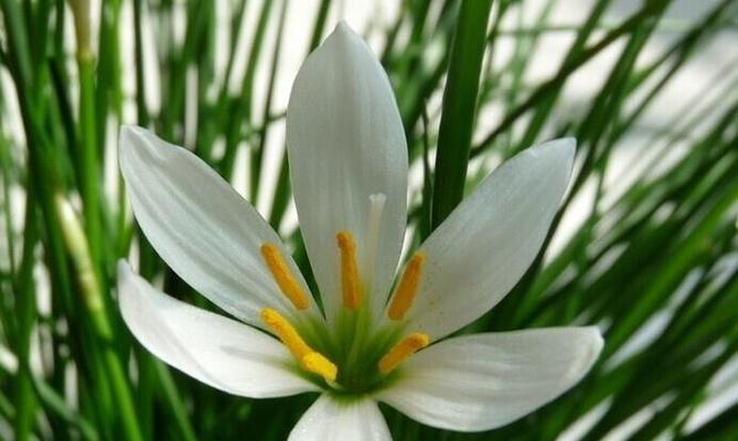 纯洁之爱(花朵的语言) 纯洁之爱(花朵的语言)