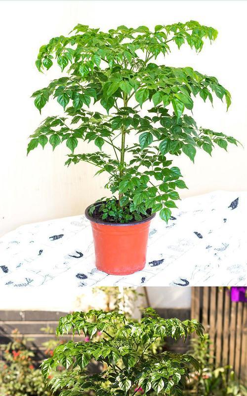 以百合花代表平安（和平与祝福绽放的花朵）