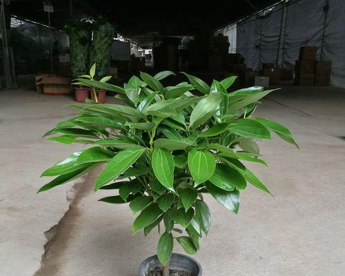 以百合花代表平安（和平与祝福绽放的花朵）