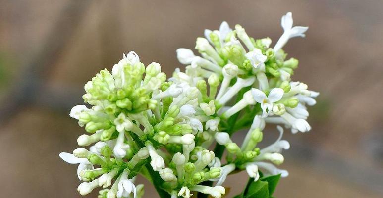 丁香花寓意与象征的美好（探寻丁香花的寓意和象征意义）