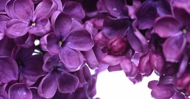丁香花寓意与象征的美好（探寻丁香花的寓意和象征意义）