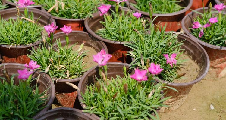 石竹几年生植物？如何正确种植和养护？