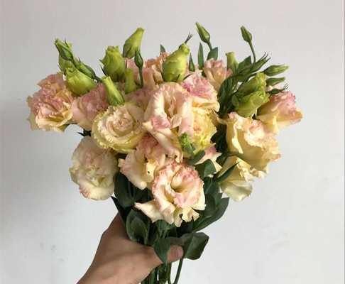 香槟洋桔梗花语的含义及搭配推荐（香槟洋桔梗花语的浪漫与祝福）