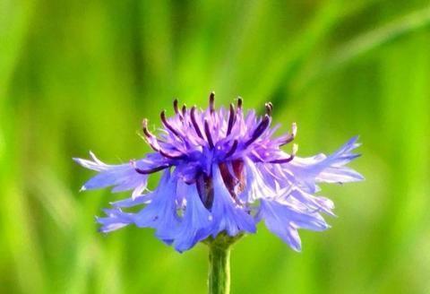 蓝色矢车菊花语的深意（探寻蓝色矢车菊传递的情感与希望）