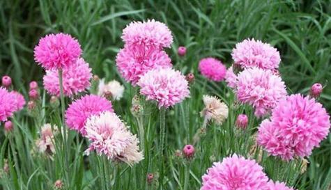 英勇之花——向英雄致敬（以百合花为主题的花语传递英雄的力量）