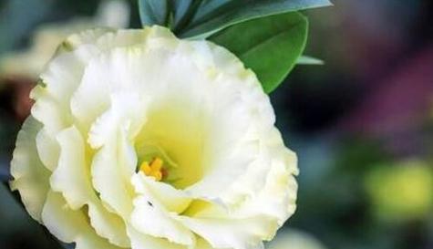 英勇之花——向英雄致敬（以百合花为主题的花语传递英雄的力量）