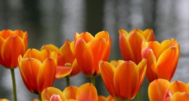 郁金香的花语（始终不变的花语）