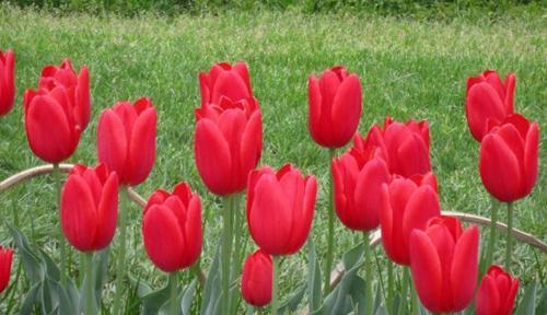 郁金香的花语（始终不变的花语）