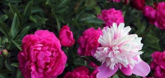 芍药花水养技巧是什么？水养过程中应注意哪些事项？