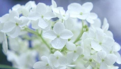 亲情的花（以花语传达深深的亲情）