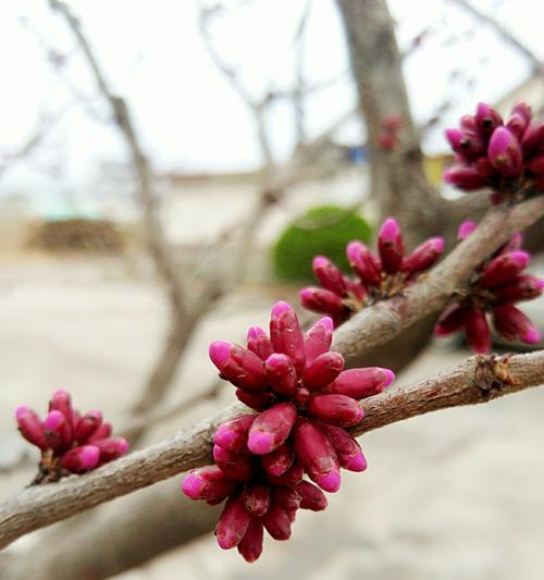 亲情的花（以花语传达深深的亲情）