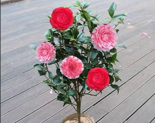 山茶花的隐喻与象征意义（以山茶花暗示的情感和生活启示）