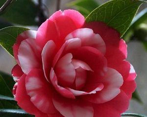 山茶花的隐喻与象征意义（以山茶花暗示的情感和生活启示）