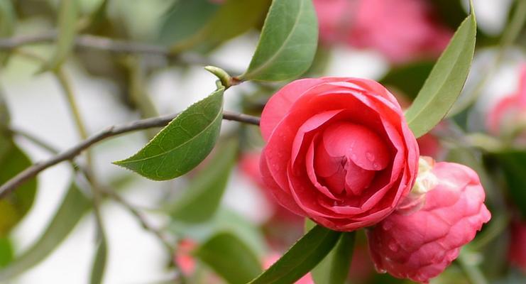 山茶花的隐喻与象征意义（以山茶花暗示的情感和生活启示）