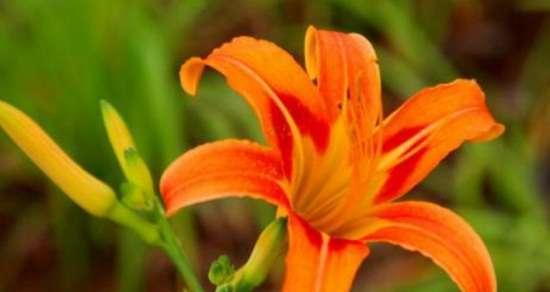 分株繁殖（掌握分株繁殖）