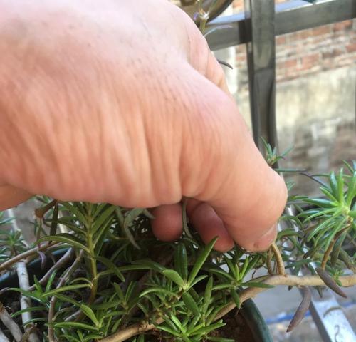 分株繁殖（掌握分株繁殖）