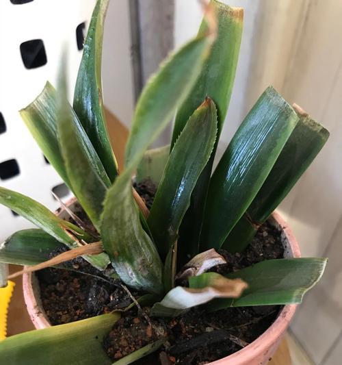 分株繁殖（掌握分株繁殖）