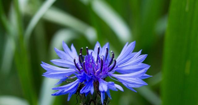 蓝色矢车菊的花语(揭示蓝色矢车菊所象征的感情与期望) 蓝色矢车菊的花语(揭示蓝色矢车菊所象征的感情与期望)