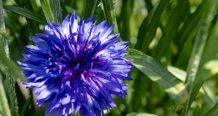 蓝色矢车菊的花语（揭示蓝色矢车菊所象征的感情与期望）
