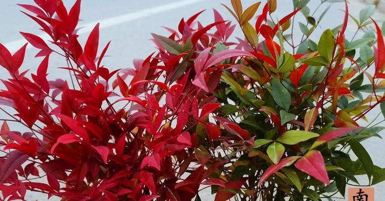 天竺是什么植物?天竺的特性与用途有哪些?_花植网