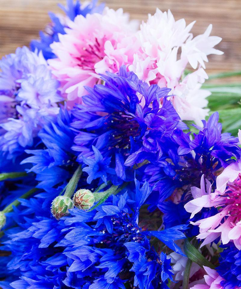 蓝色矢车菊的花语(揭示蓝色矢车菊所象征的感情与期望) 蓝色矢车菊的花语(揭示蓝色矢车菊所象征的感情与期望)