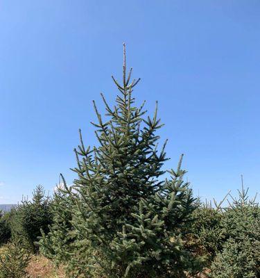 云杉（云杉养殖的艺术与技巧）