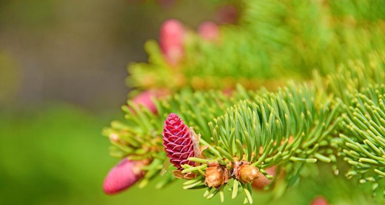 云杉（云杉养殖的艺术与技巧）