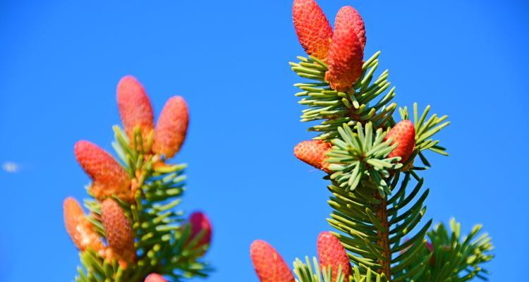 云杉（云杉养殖的艺术与技巧）