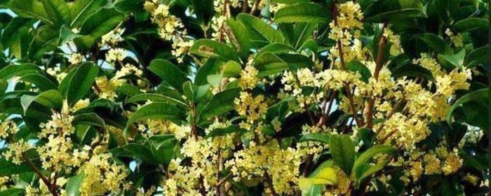 桂花属于被子植物吗？它的分类和特点是什么？