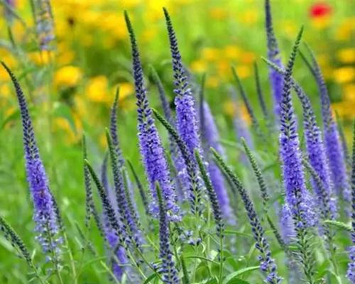 探寻以婆婆纳的花语之美（用花语传递情感）