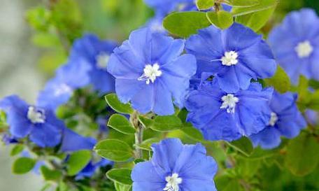 探寻以婆婆纳的花语之美（用花语传递情感）