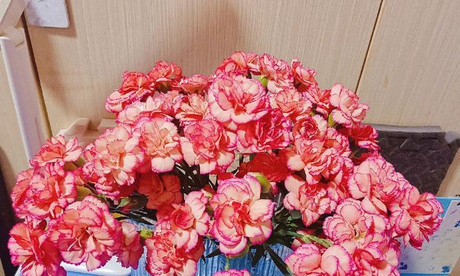 康乃馨的数量代表的含义——一束康乃馨,千言万语(康乃馨的数量与情感表达的关系) 康乃馨的数量代表的含义——一束康乃馨,千言万语(康乃馨的数量与情感表达的关系)