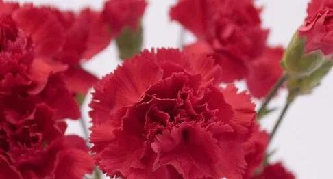 康乃馨的数量代表的含义——一束康乃馨,千言万语(康乃馨的数量与情感表达的关系) 康乃馨的数量代表的含义——一束康乃馨,千言万语(康乃馨的数量与情感表达的关系)