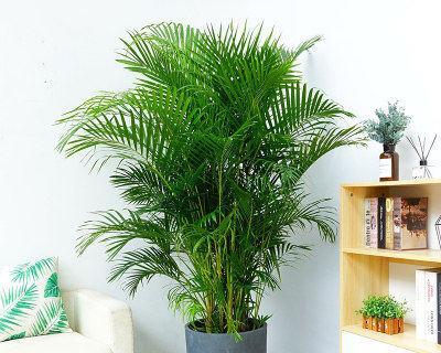 散尾花的花语及其象征意义（探秘散尾花的深层含义）