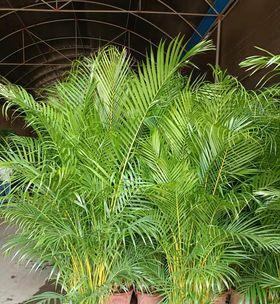 散尾花的花语及其象征意义（探秘散尾花的深层含义）