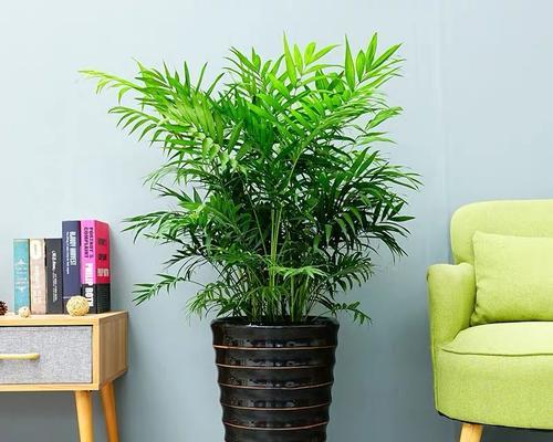 散尾花的花语及其象征意义（探秘散尾花的深层含义）