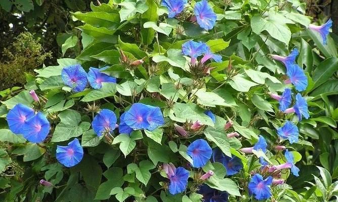 牵牛花喜水吗?它属于喜水植物吗?