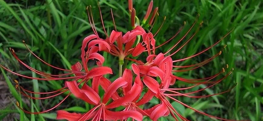 双生花的花语与意义（探索双生花的神秘花语）